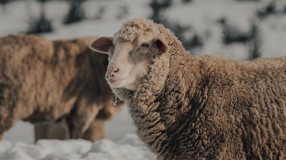 Męska koszulka termoaktywna z wełny merino - Devold Jakta